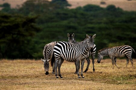 Zebra africa kenya