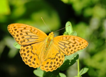 Nature summer insect