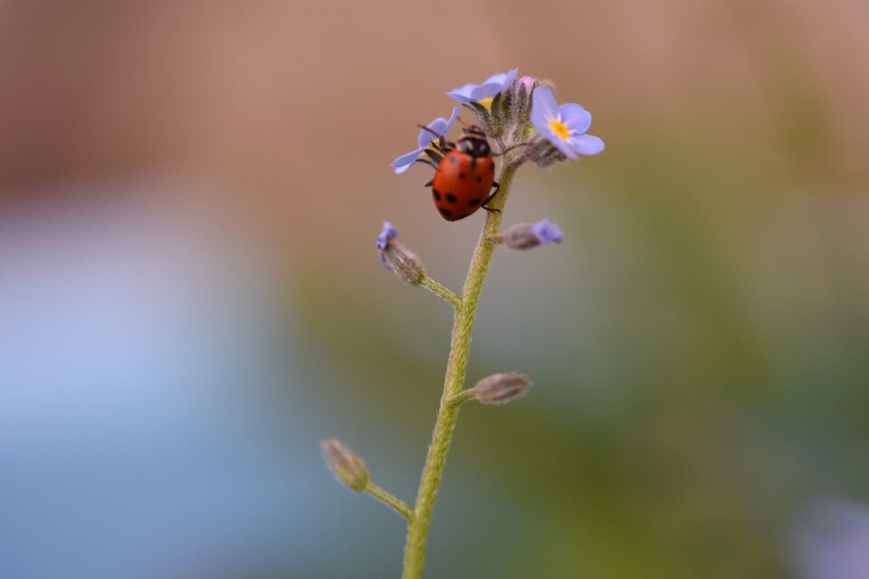 Summer bee leaf