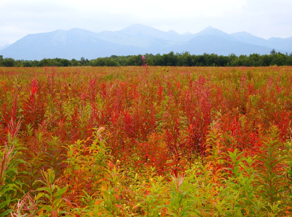 Grass field mountains photo