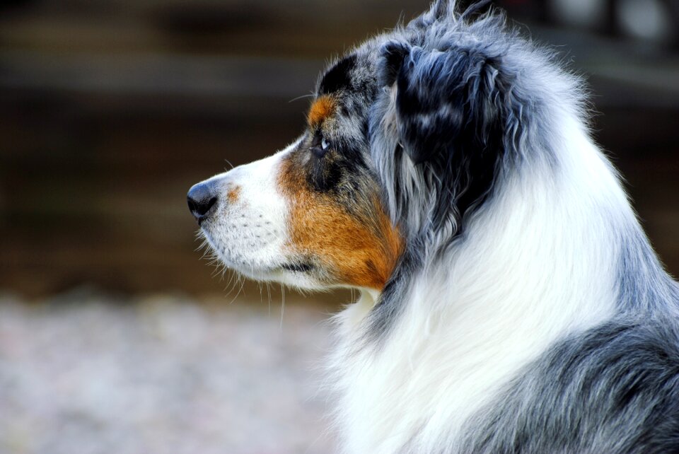Dog australian shepherd shepherd dog