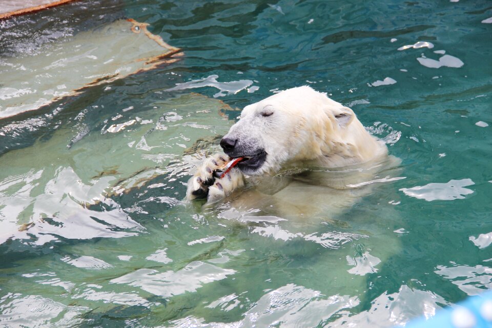 Zoo wildlife beast of prey