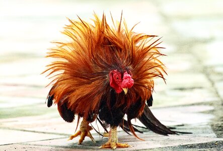 Animal cock chicken photo