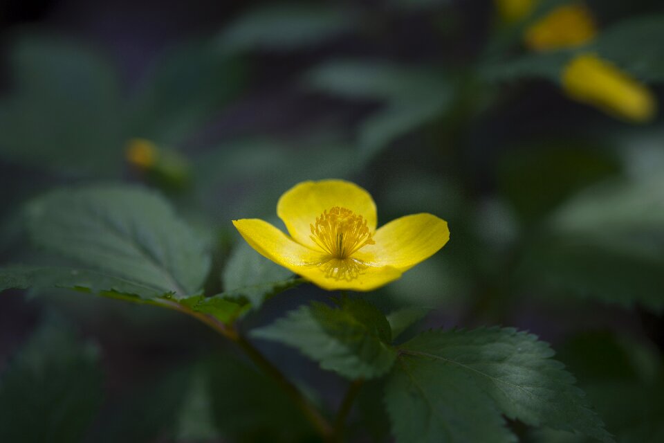 Wildflower celandine yellow flowers