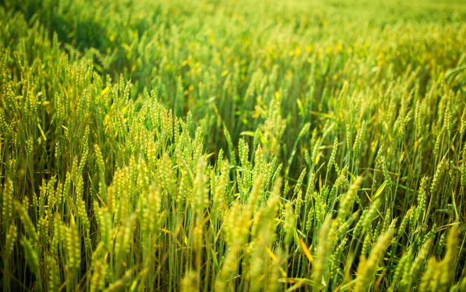 Agriculture field farm