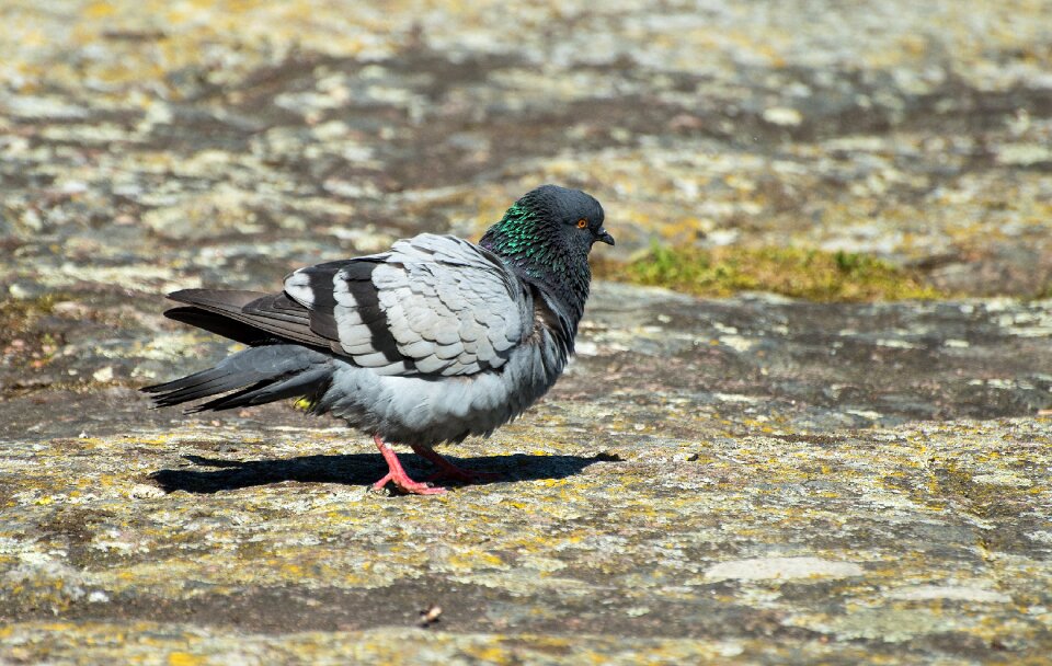 Summer mountain bird