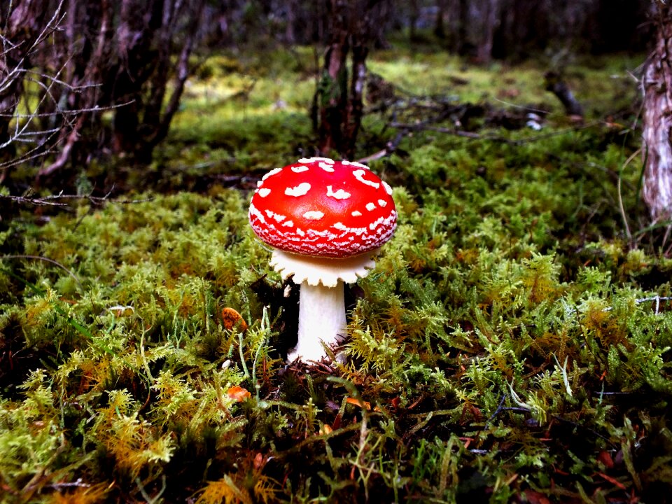 Nature fungus fungi