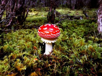 Nature fungus fungi
