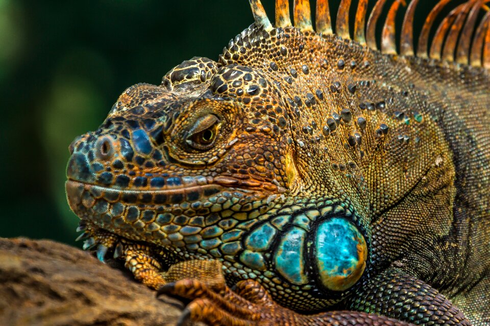 Animal dragon animals