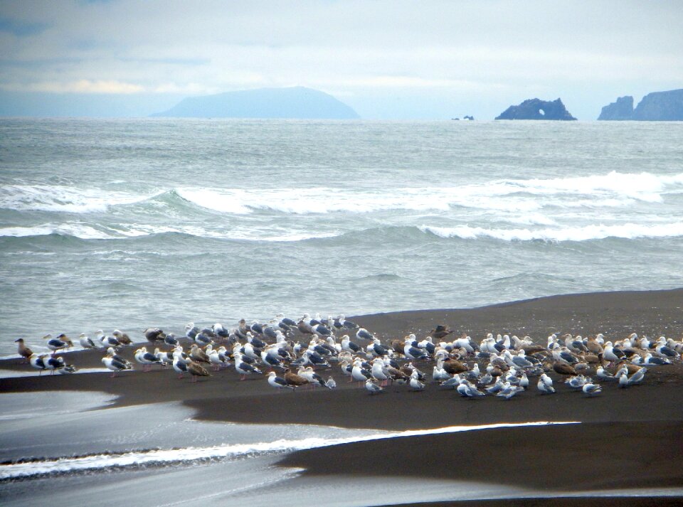 Evening gulls birds