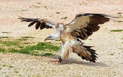 Griffon vulture bird scavenger photo
