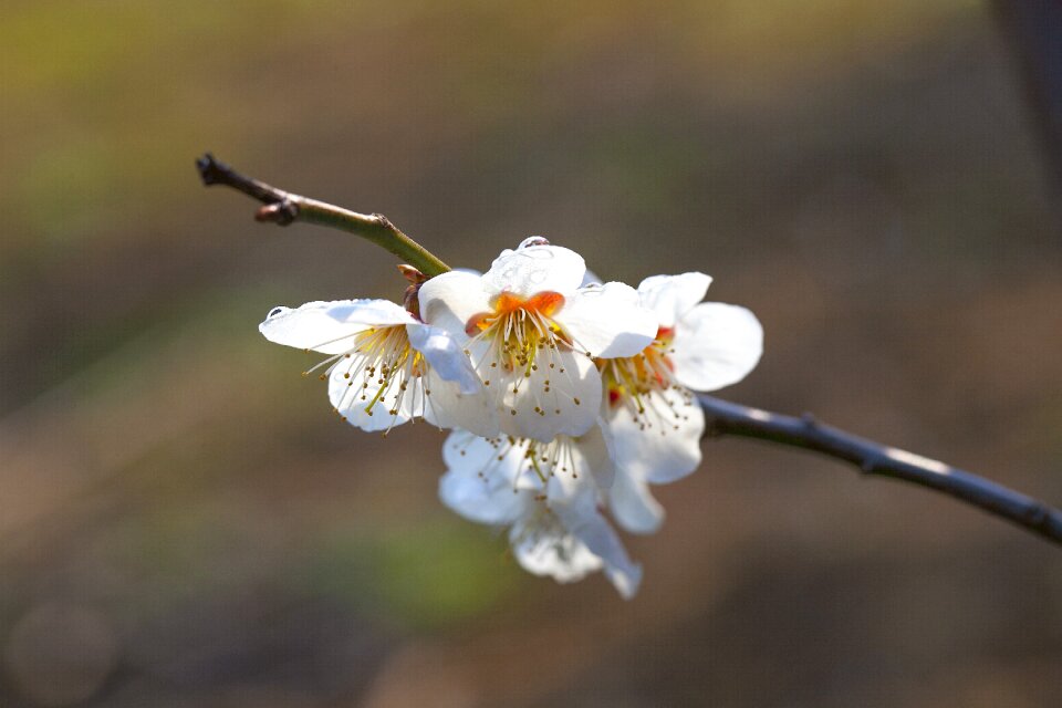 Outdoors wood plum