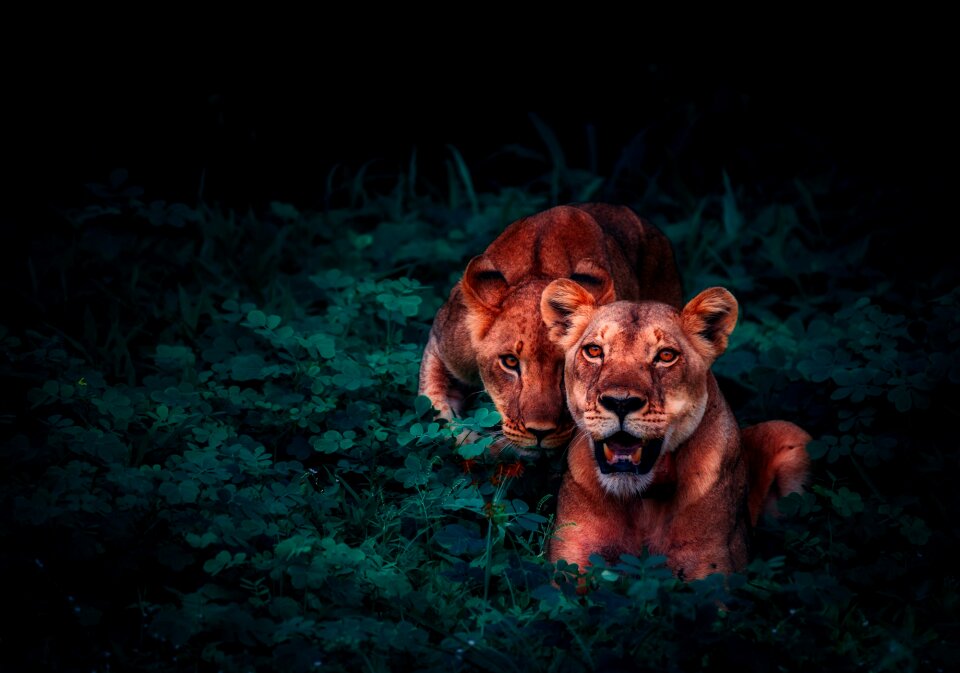 Jungle nature outside