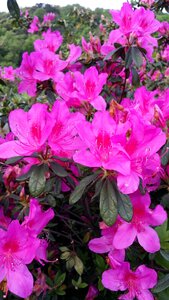 Plant nature blossom