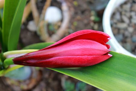 Red lily flower plant photo