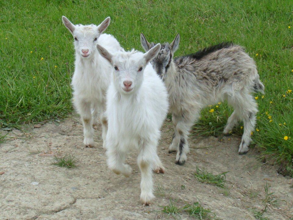 Farm nature goats