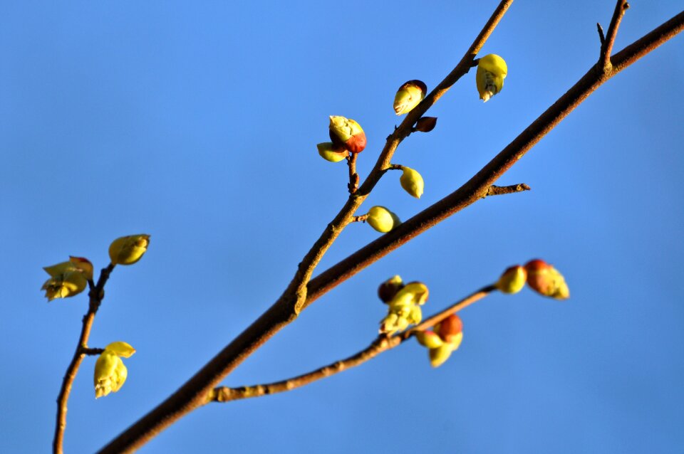 Growing budding springtime