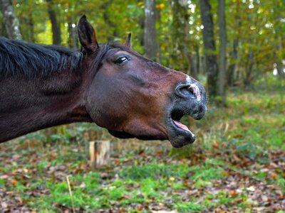 Forest animal head photo