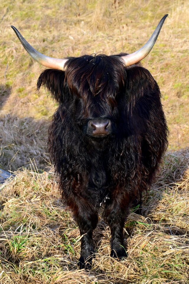 Horns black shaggy