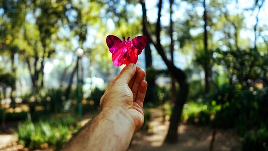 Trees nature pink butterfly photo