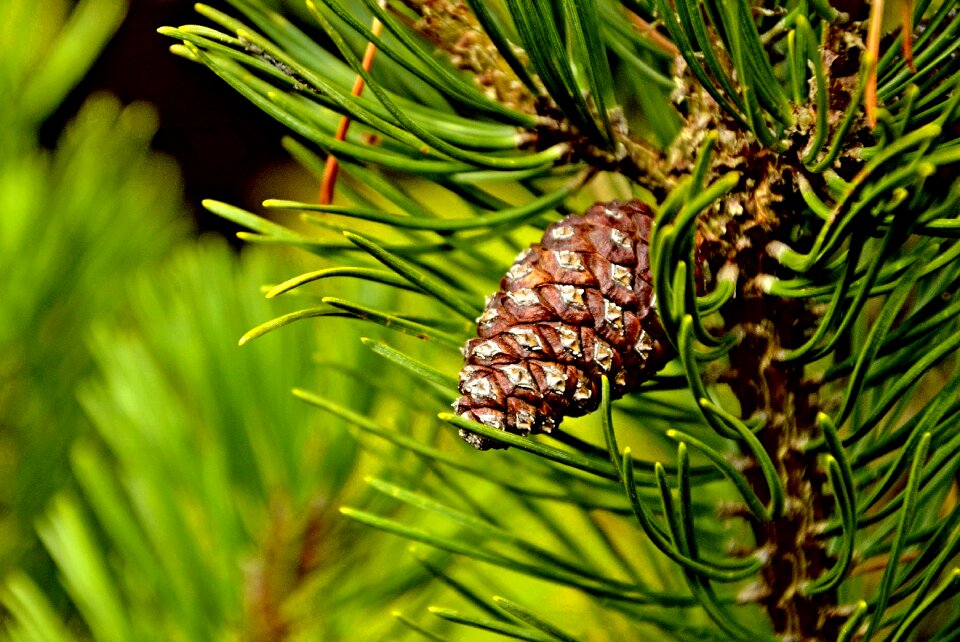 Nature tree pine cone