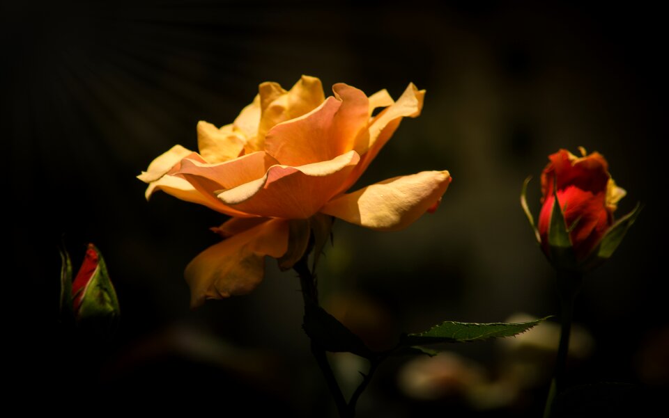 Leaf petal light