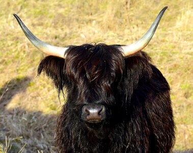 Horns black shaggy