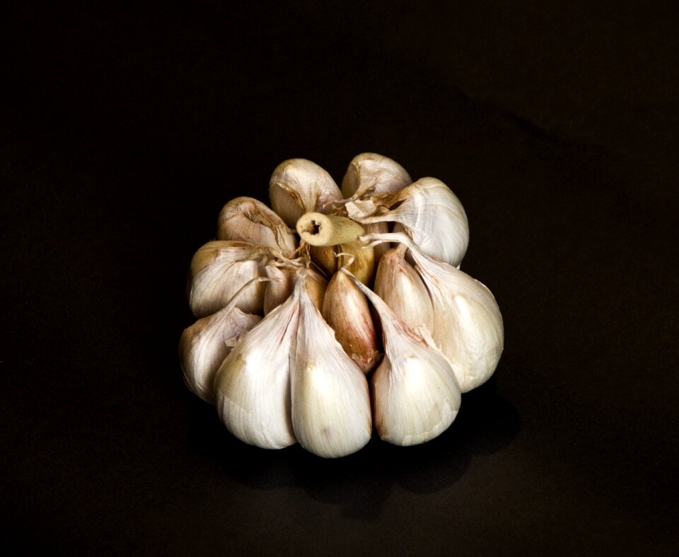 Food clove of garlic allium sativum