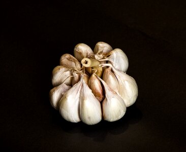 Food clove of garlic allium sativum photo