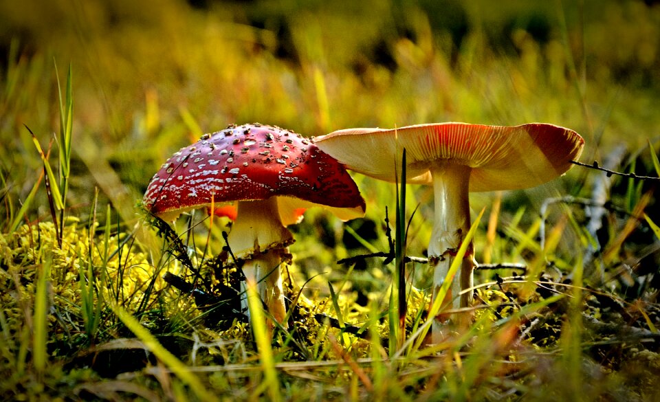 Nature poisonous mushrooms amanita