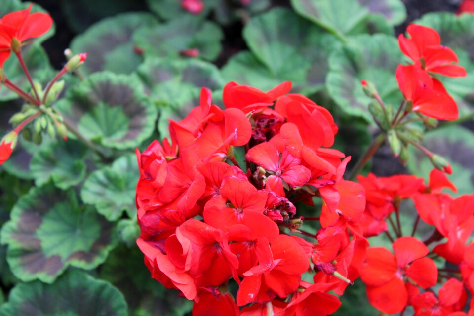 Beauty beautiful red flowers