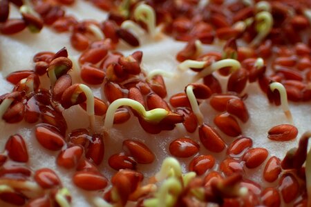 Seeds close up germinating cress