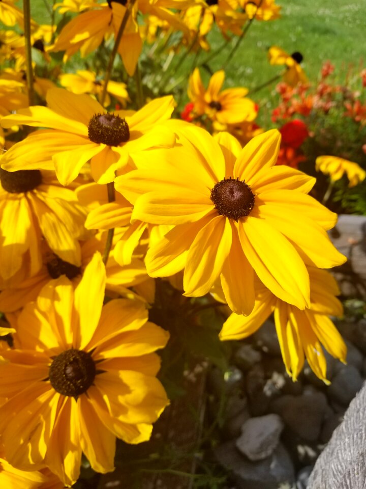 Summer bloom yellow flowers