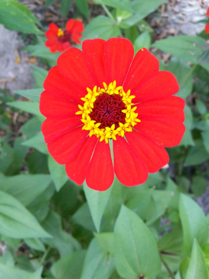 Flower red flower wild flower