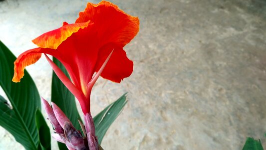 Red nature petal