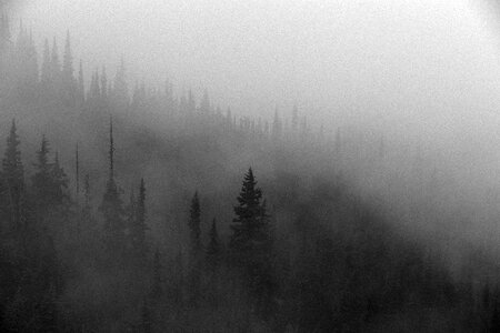 Forest black and white foggy photo