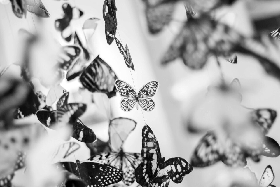 Butterflies wings gray butterfly