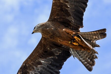 Raptor bird sky