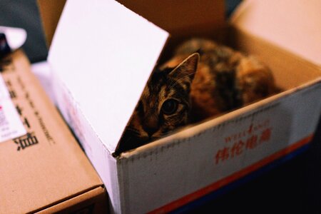 Animal cat carton
