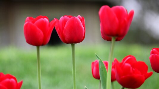 Plant love color