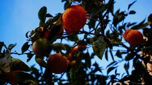Plant nature food