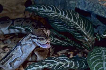 Python regius foraging terrarium photo