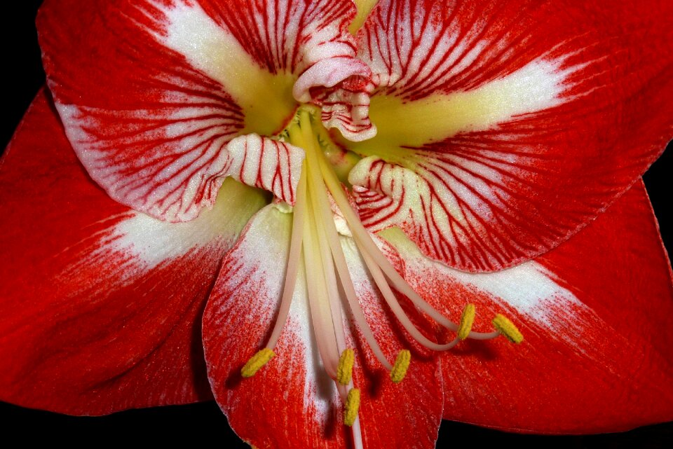Close up petal plant