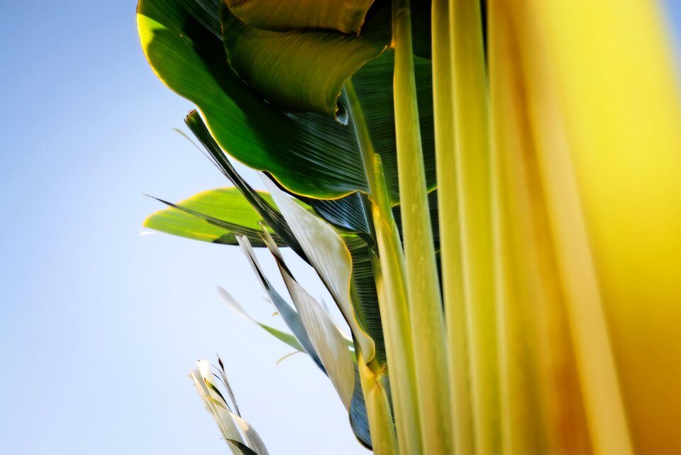 Ornamental landscape leaf