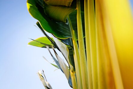 Ornamental landscape leaf