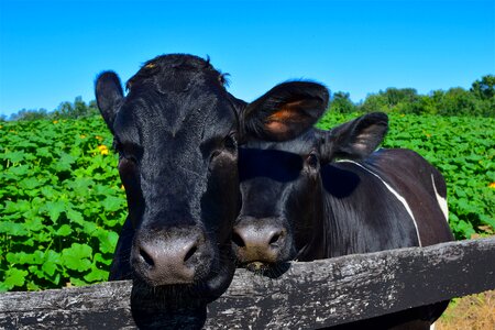 Cute love animal