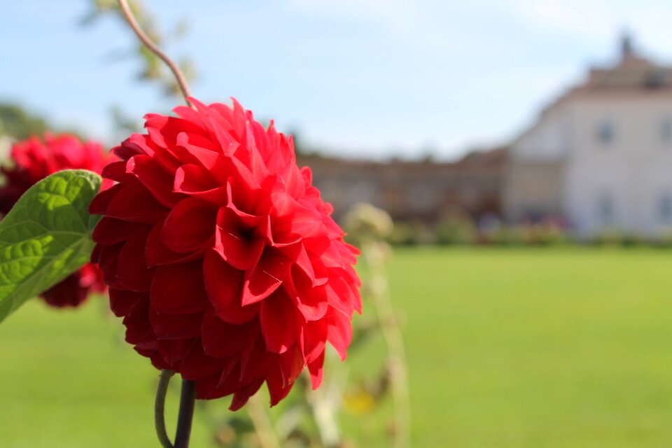 Augarten palais flowers red