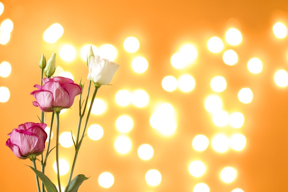 Flower color blur