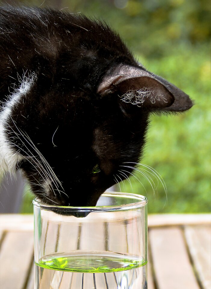 Funny curious water glass