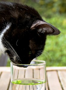 Funny curious water glass photo